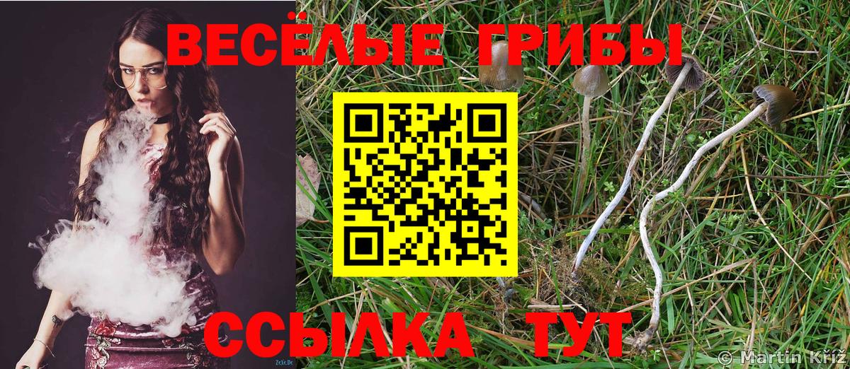 Ярославль  Псилоцибиновые грибы Psilocybe  Вход с VPN  Галлюциногенные грибы ЛСД 